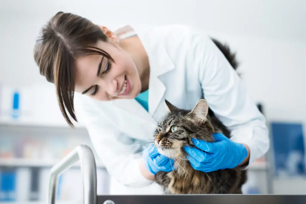 Smiling female vet examining a cat with gloves on a surgical table at an animal clinic