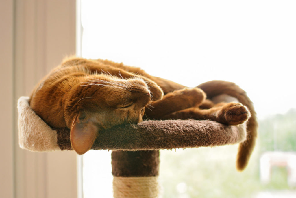 Purebred orange abyssinian cat sleeping sweetly on scratching post indoors