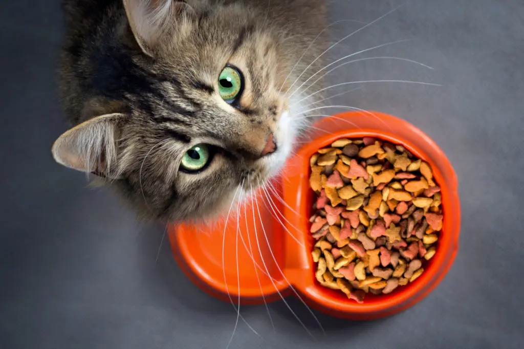 Cute cat with big green eyes looking up while eating from food bowl full of fish-shaped kibble