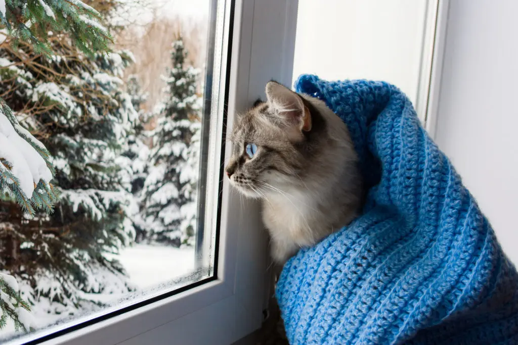 Cute fluffy cat with blue eyes covered in knitted blue scarf , sitting on a window sill and watching through the window on snowy trees