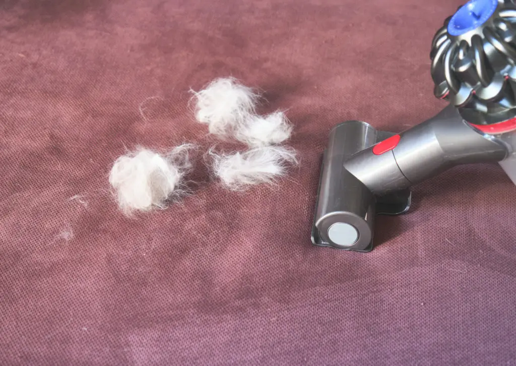 Vacuuming your surfaces and fabrics regularly will help prevent fur buildup from shedding.