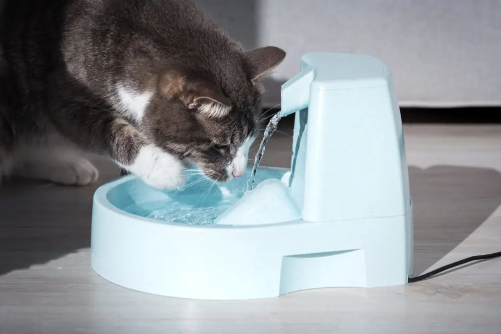 Cat drinking from water fountain at home