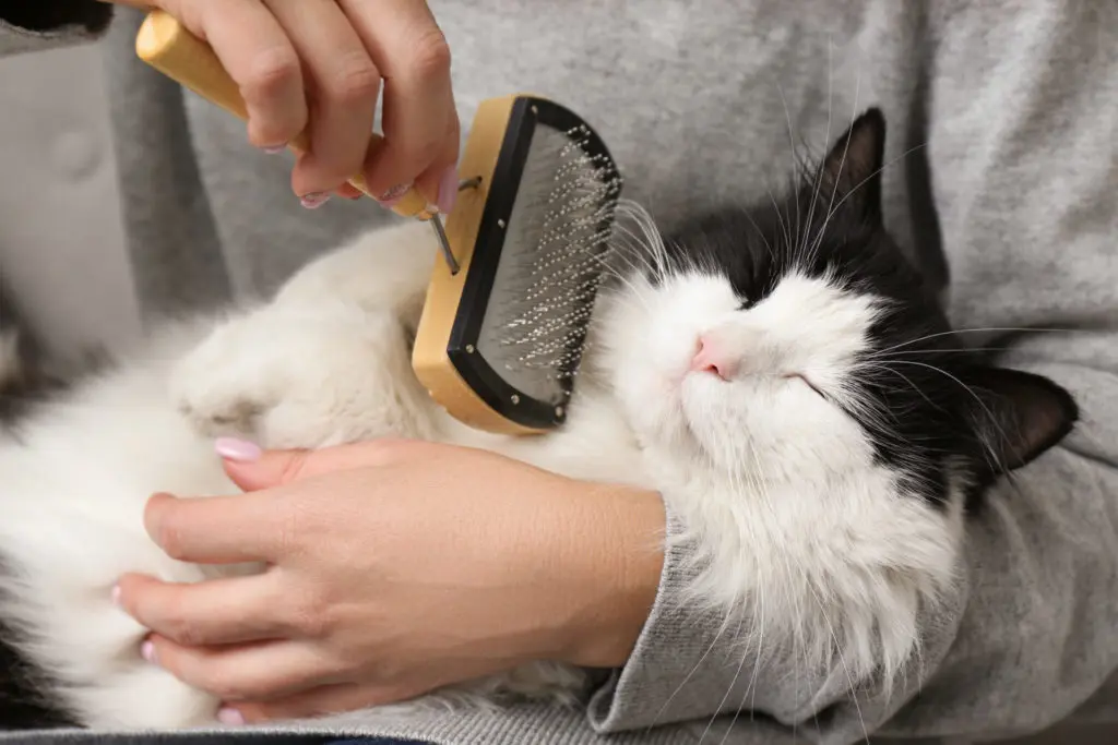 Woman brushing cute black and white cat, closeup