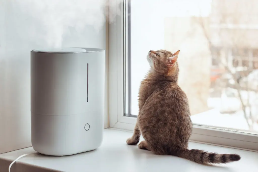 Curious cat glancing at rising mist from air purifier