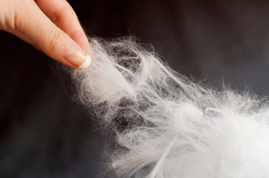 Woman pulling a tuft of white fur from large pile of fur on dark background