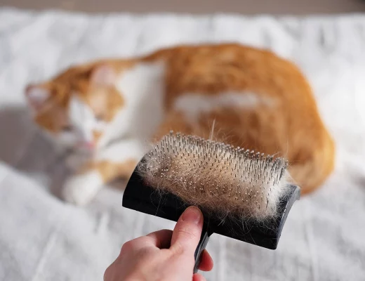 Help! My Cat is Shedding A Lot: 7 Proven Fur-tastic Tips!