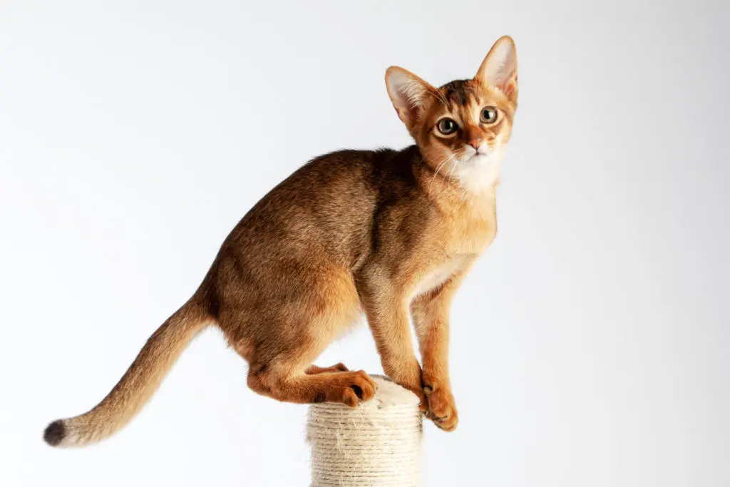 Lively Abyssinian young cat with a curious expression and warm, golden fur, balancing on scratching post.