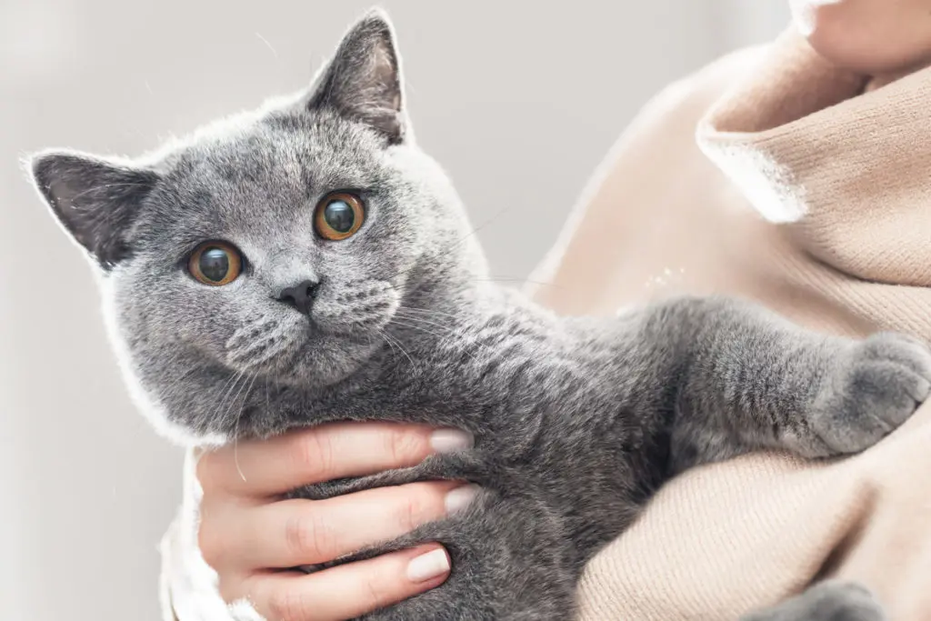 Charming British Shorthair cat with a round face and plush gray fur.