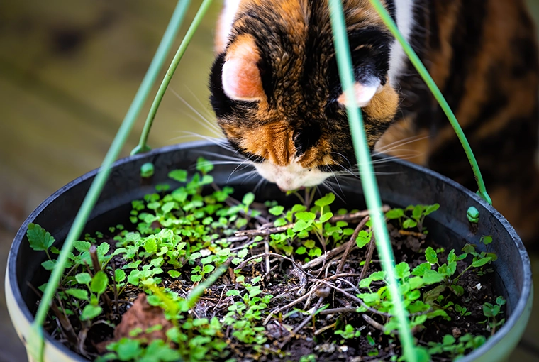 Adorable calico cat sniffing a potted catnip plant with curiosity and delight.