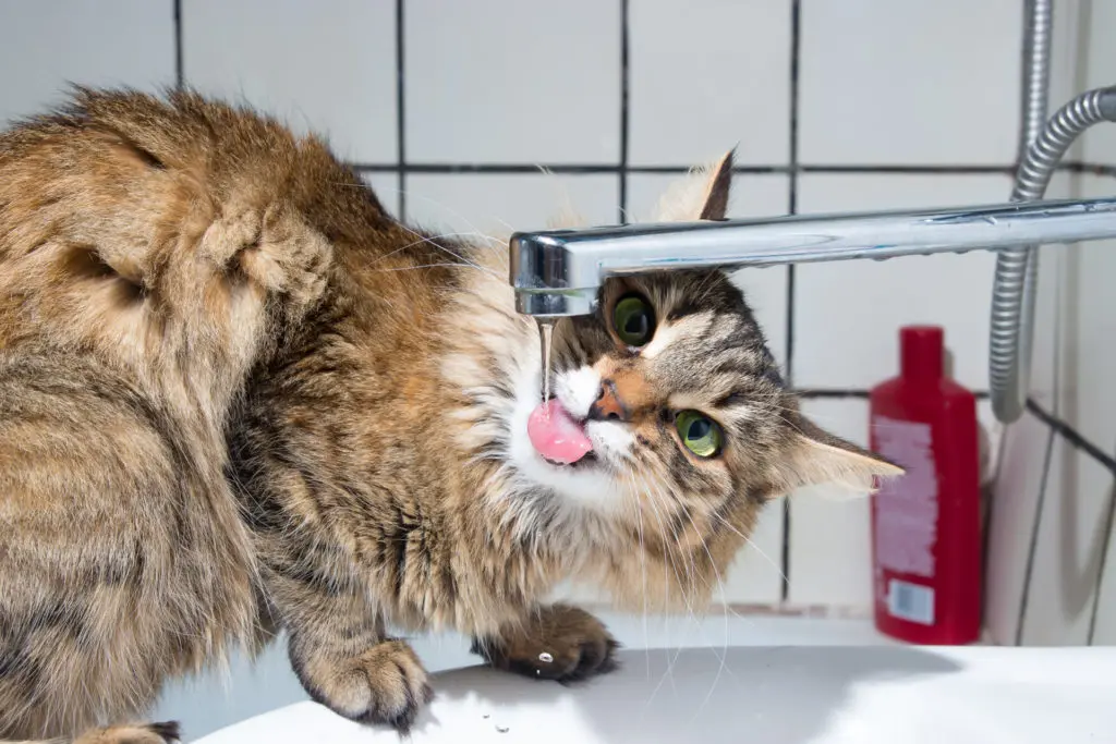 Cat Follows You To Drink From Tap | Curious cat drinking water from bathroom sink faucet