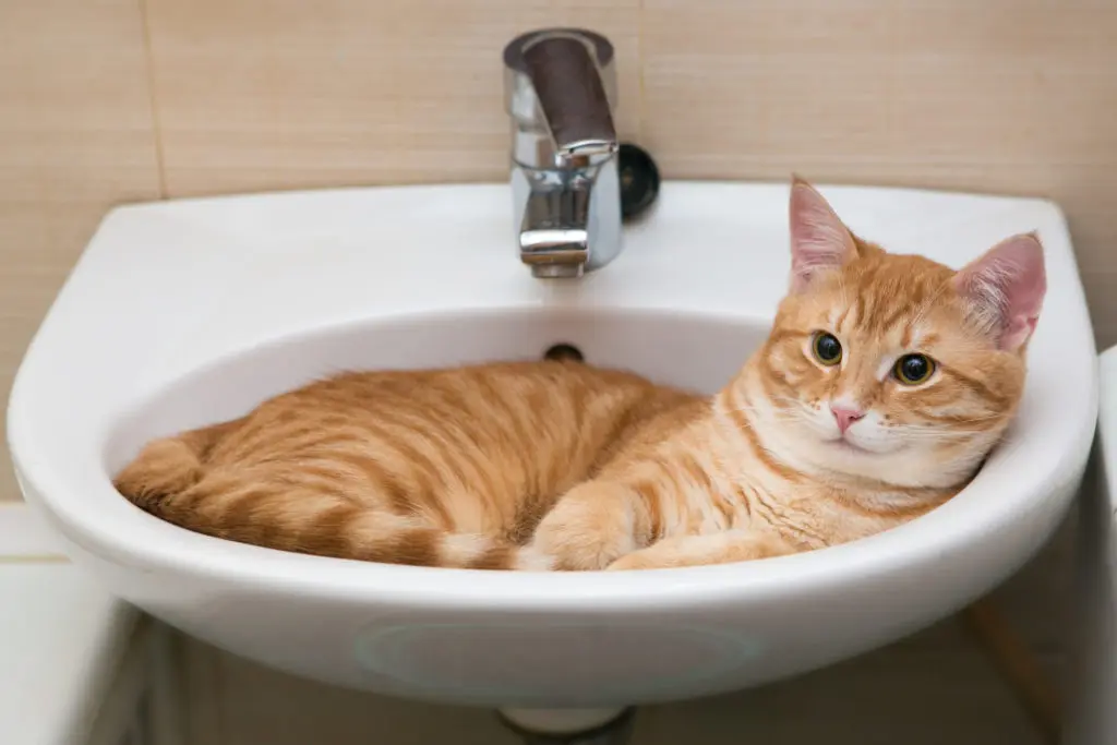 Cat Follows You To Protect You | Adorable ginger cat trying to fit inside a bathroom sink