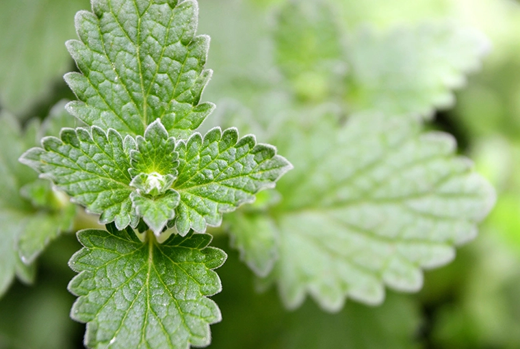 Close-up of a vibrant catnip plant in a lush garden setting.