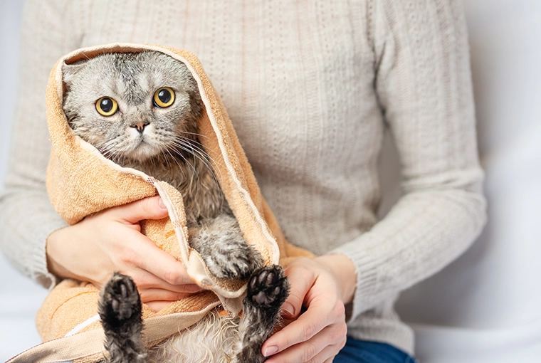 Cute gray cat wrapped in a towel, enjoying a gentle drying session with its owner after a cozy bath time.