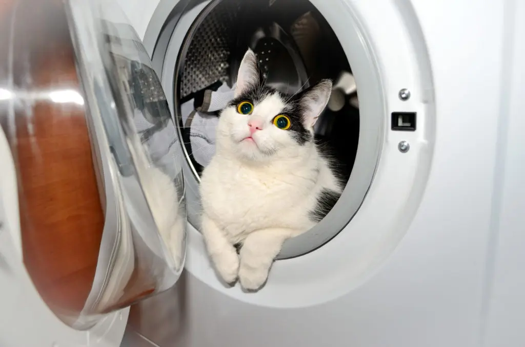 Cat Follows You To Play in Washing Machine | Mischievous kitty hiding in a washing machine