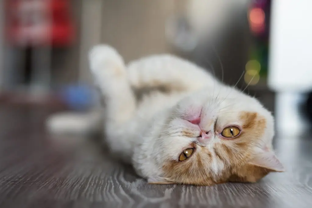 Adorable brown yellow Exotic Shorthair cat lying down on wooden floor, focusing in the foreground.