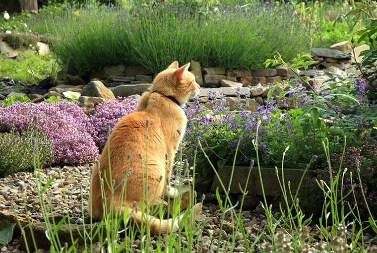 Curious ginger tabby cat peering into the garden, lured by the enticing aroma of catnip.