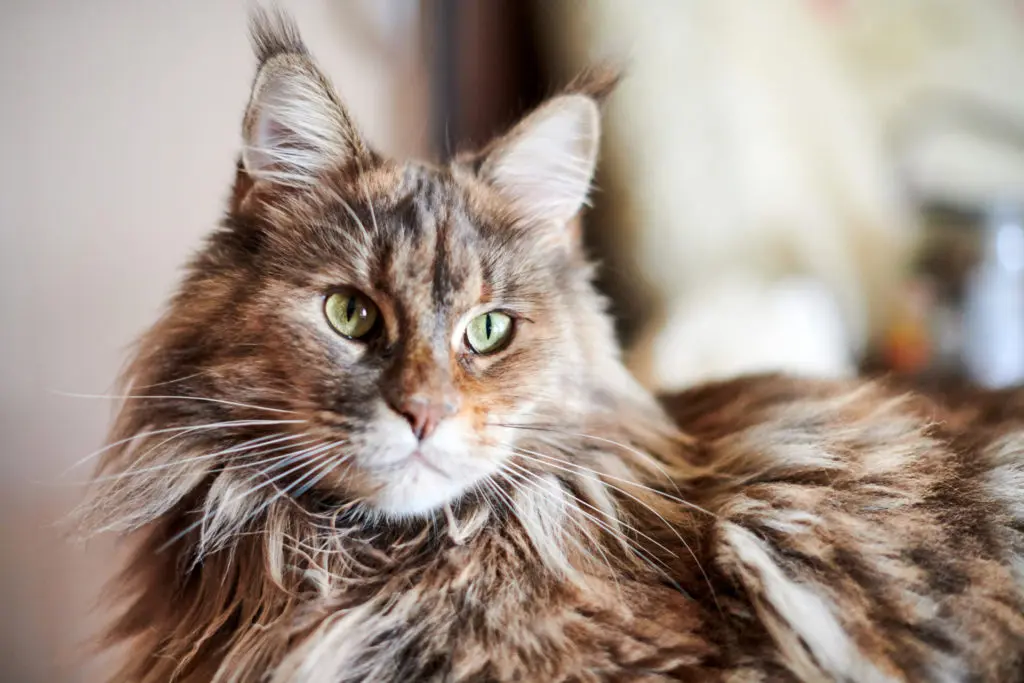 Friendly Maine Coon cat with a playful expression and fluffy coat.