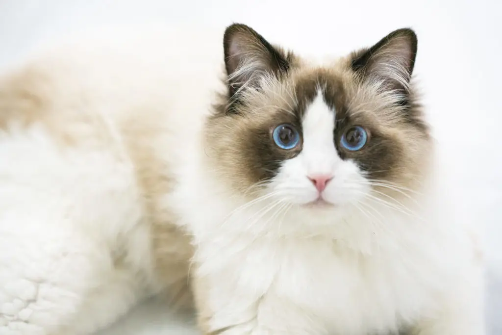 Adorable blue-eyed Ragdoll cat lounging and ready for a cuddle session.