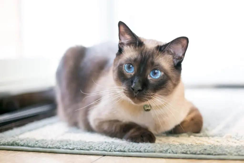 Elegant Siamese cat with striking blue eyes, seal point markings and a sleek, cream and brown-colored coat.