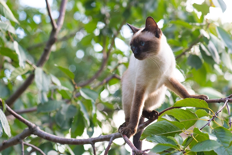 Siamese cat gripping a tree with its toe beans for balance.