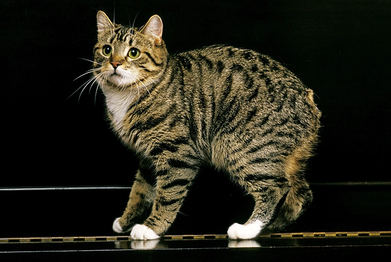 The Mighty Manx Cat: Exploring the Tailless Wonder