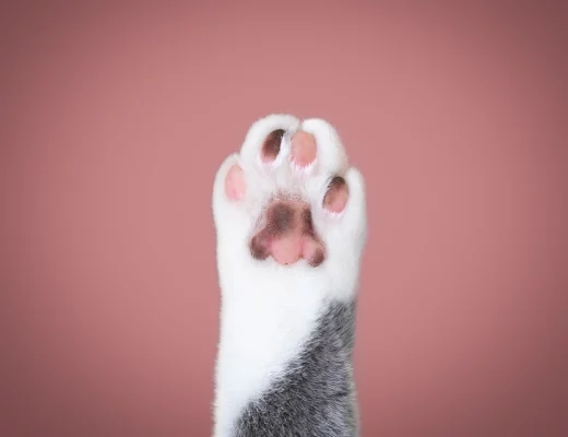 White and gray cat paw shouwing pink toe beanson rose colored background