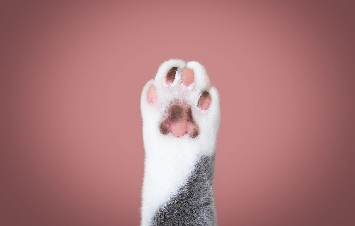 Cat paw outlet toe beans