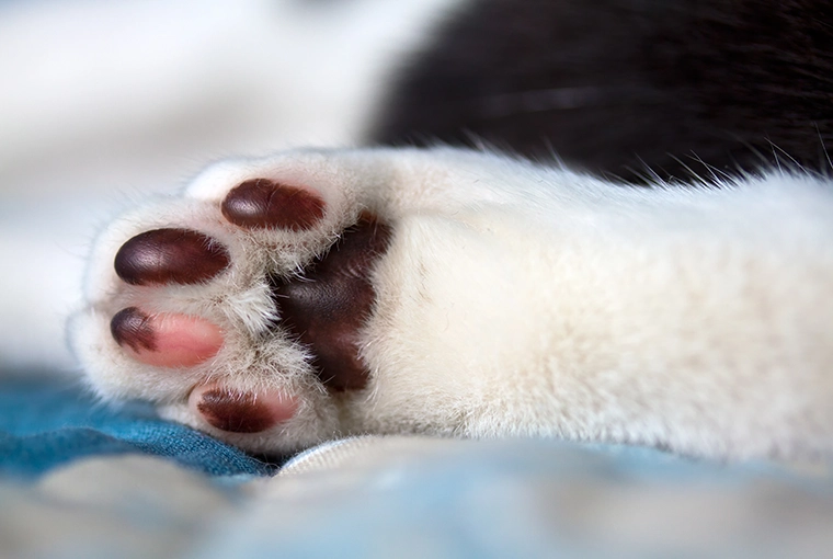 Close-up of a white cat paw with reddish brown and pink colored toe beans with brown spots.