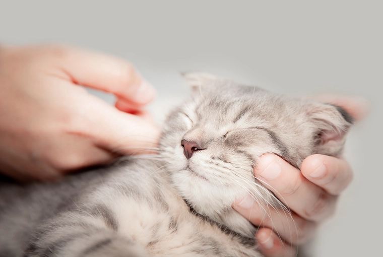 Gray Tabby Scottish Fold Cat happy while owner rubs the sides of its cheeks