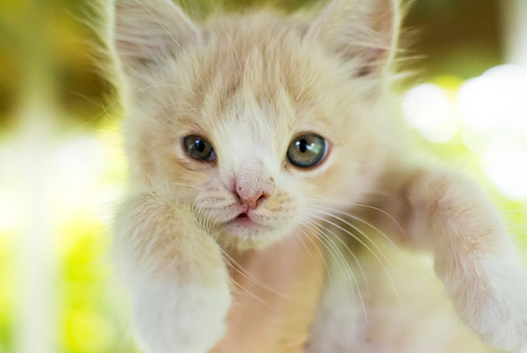 Kitten with a cleft palate or cleft lip birth defect