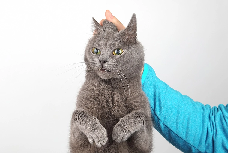 Close-up of a man wearing a blue sleeved shirt scruffing an annoyed gray cat.