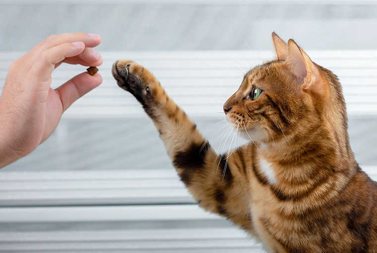 Brown cat reaching out its paw to get treat wedged between his owner's fingers.