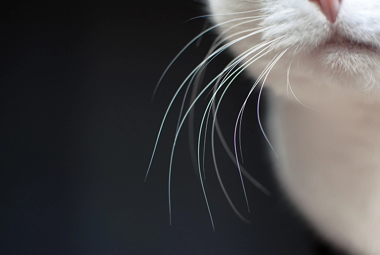 Close up of a cat's left cheek area, with white, long whiskers on dark gray foreground.