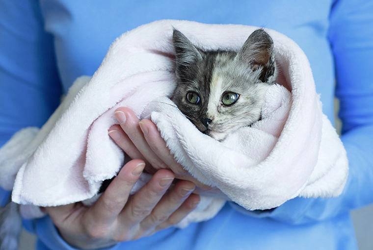 Cute gray kitten wrapped securely-with a towel, carried in her owner's arms.