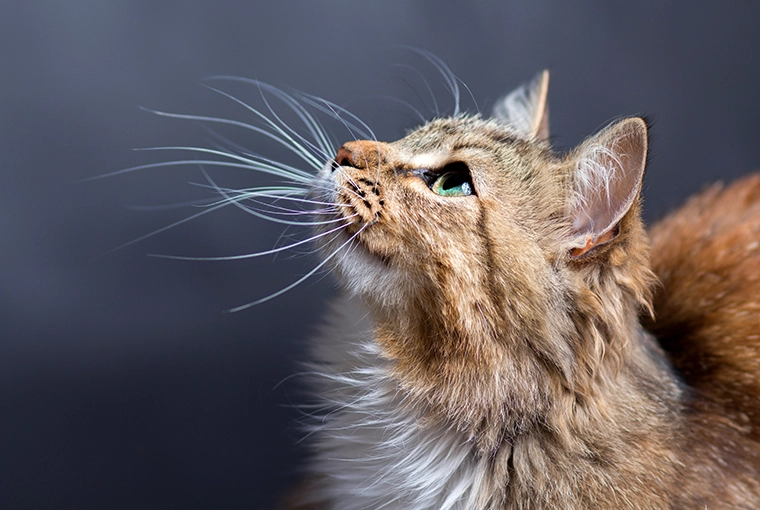 Furry brown Maine Coon cat with light green eyes and very long, white whiskers, looking up on dark gray foreground.