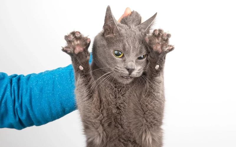 Very annoyed gray adult cat with both paws up, while being grabbed by its scruff.