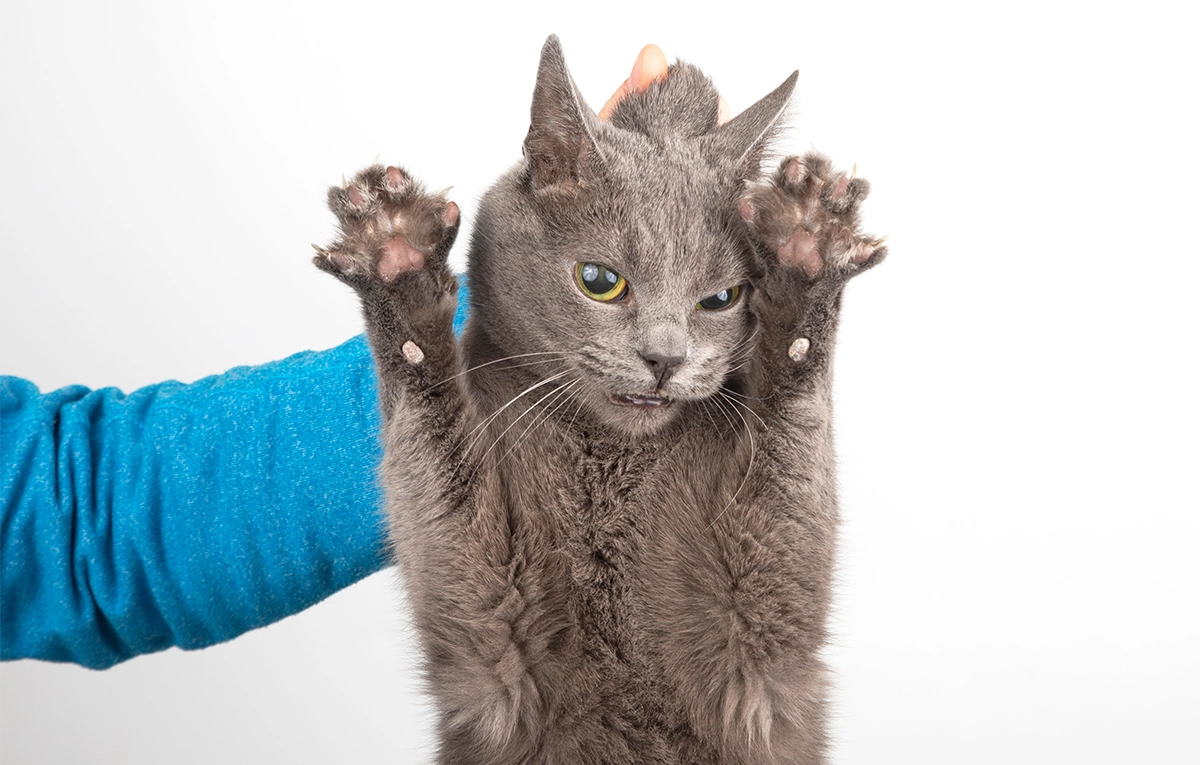 Scruffing: Is It a Good Way to Handle an Angry Cat? – Tabcat US