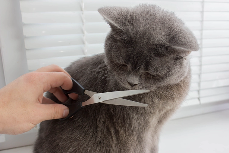 Playful human teasing with scissors near cat's fur, while the curious feline looks down in interest.