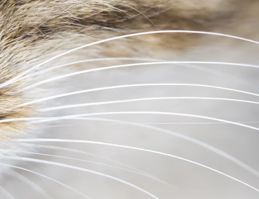The Sensational Role of Cat Whiskers in Feline Life!