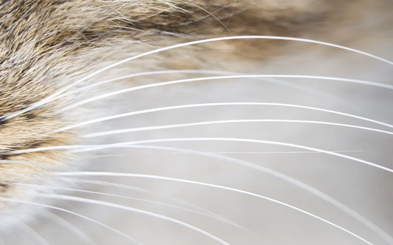 The Sensational Role of Cat Whiskers in Feline Life!