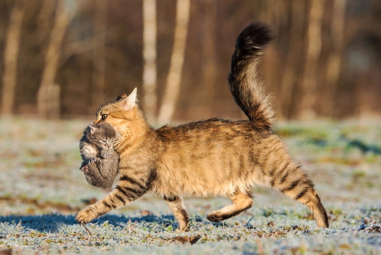 Brown mama tabby cat grabbing her kitten by its scruff, while walking outdoors in the sunlight.