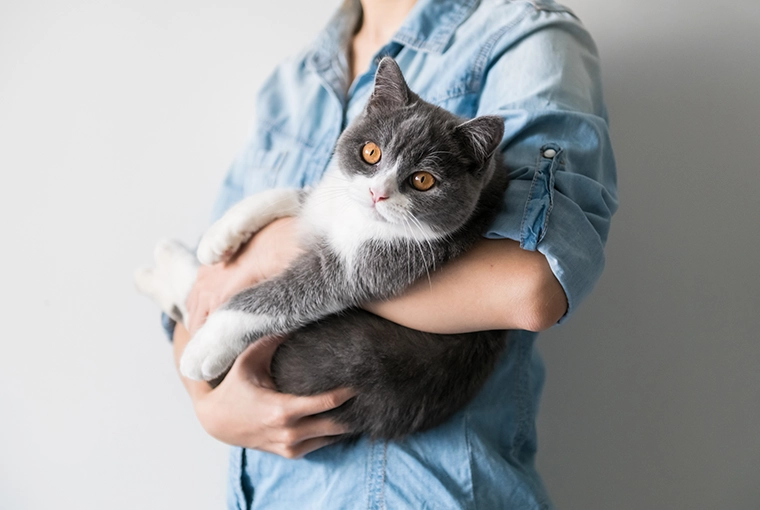 Lady carrying white and gray cat, while supporting cat's bottom and legs with her hands.