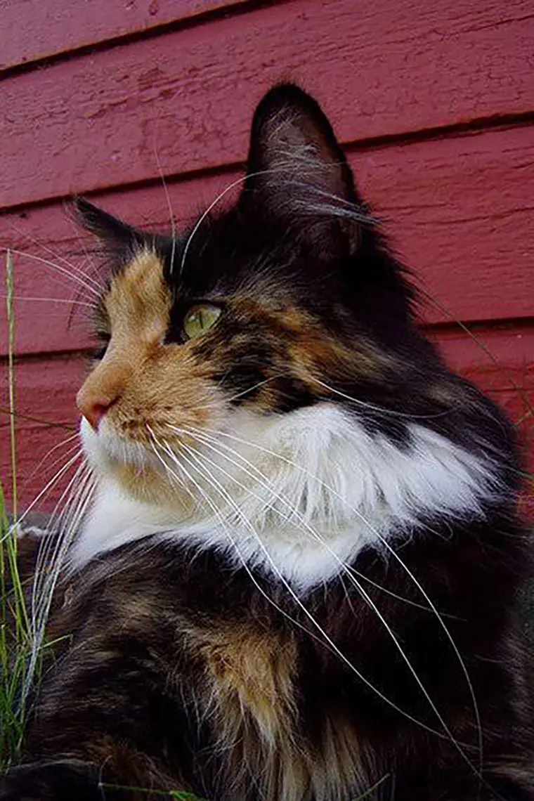 Missi, the Maine Coon cat has the record holder of "longest whiskers in the world", awarded by the Guinness World Records.